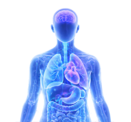 Figure of a human anatomy